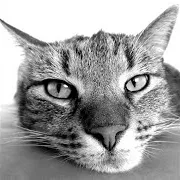 Cats Music Ft Dog Music & Kittens Music & Кошачья Музыка