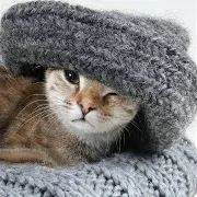 Cats Music 5 Ft Kittens Music & Dog Music & Кошачья Музыка